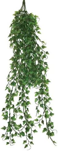 Namiba-Terra English Ivy Green