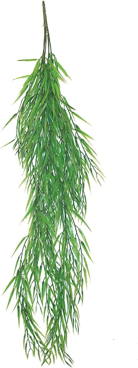 Namiba-Terra Asparagus