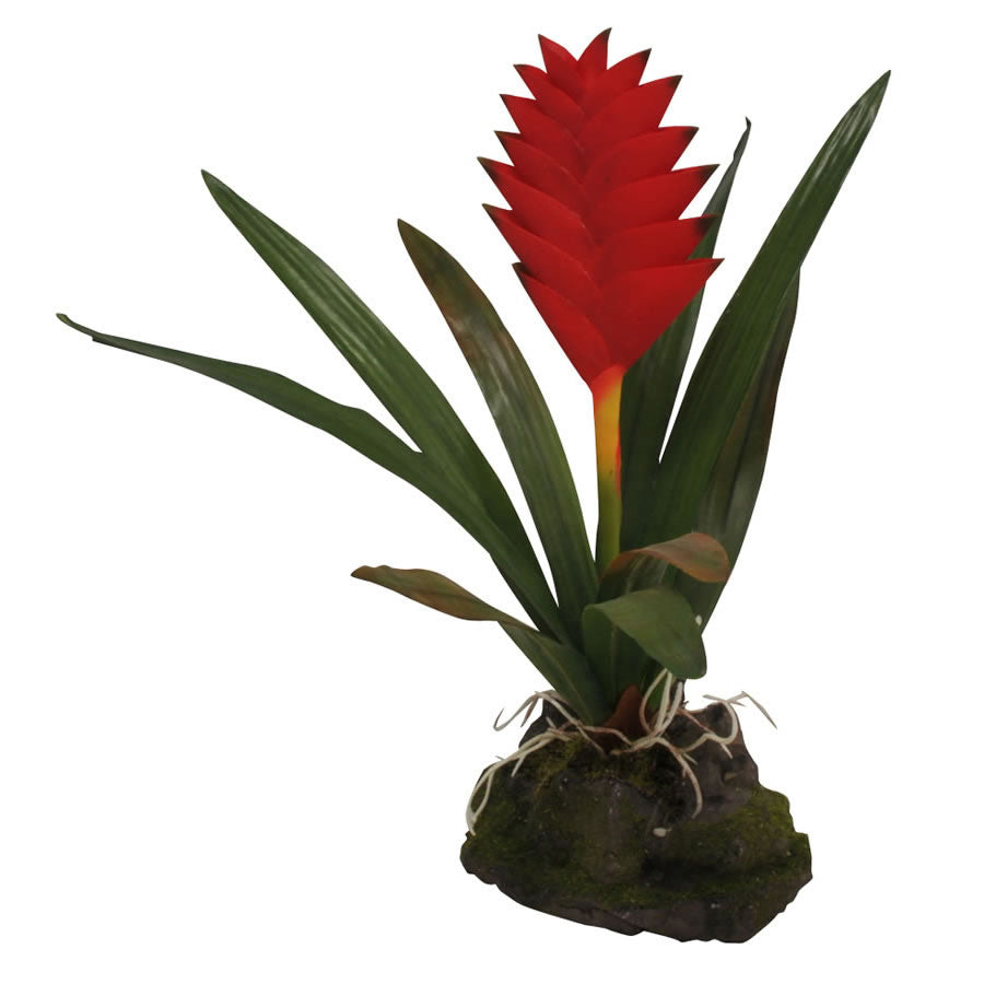 Lucky Reptile Bromelia Guzmania Red