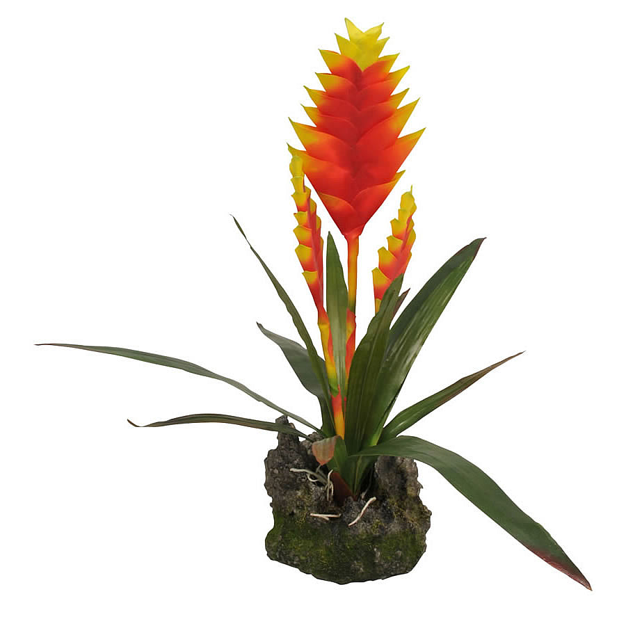 Lucky Reptile Bromelia Vriesea Splendens