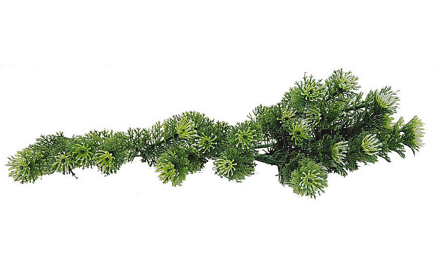 Lucky Reptile Horn Fern