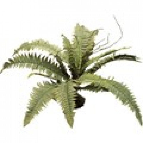 Namiba-Terra Boston Fern