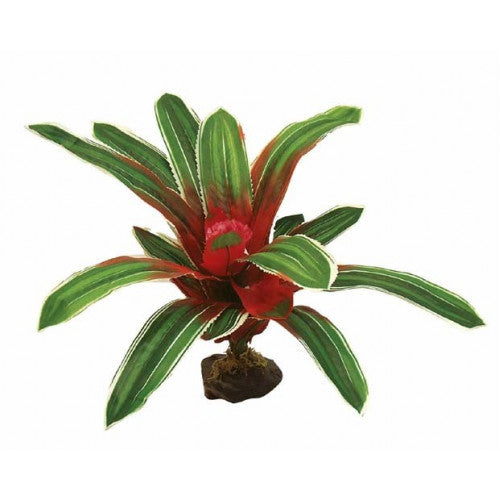 Namiba-Terra Neoreglia Green-Red