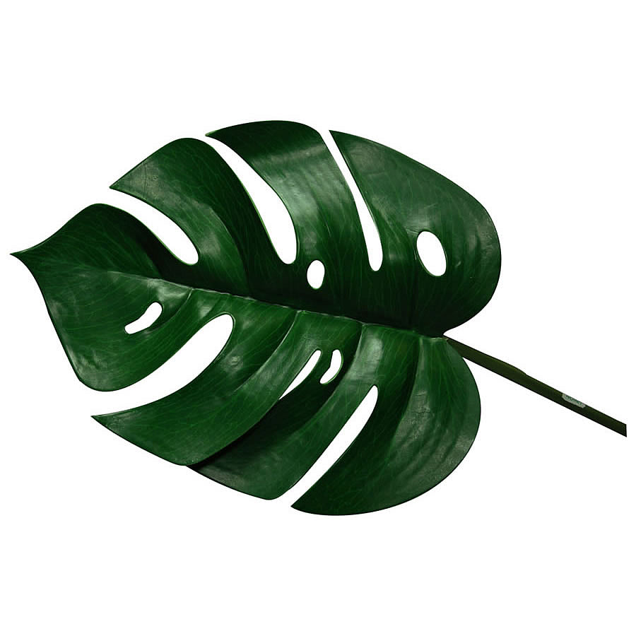 Lucky Reptile Monstrea Leaf