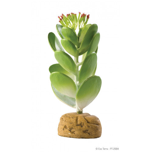 Exo-Terra Jade Cactus